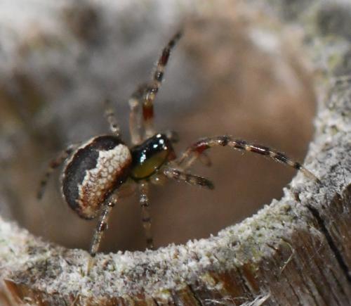 Réf. 275 187 : Anelosimus vittatus